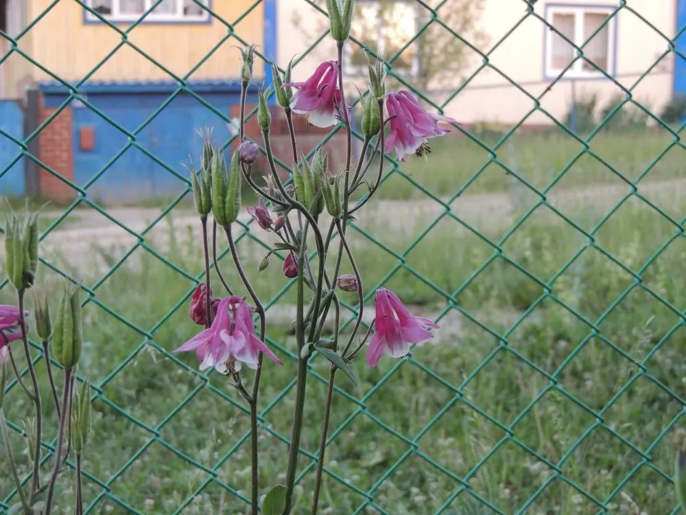 -изображение-