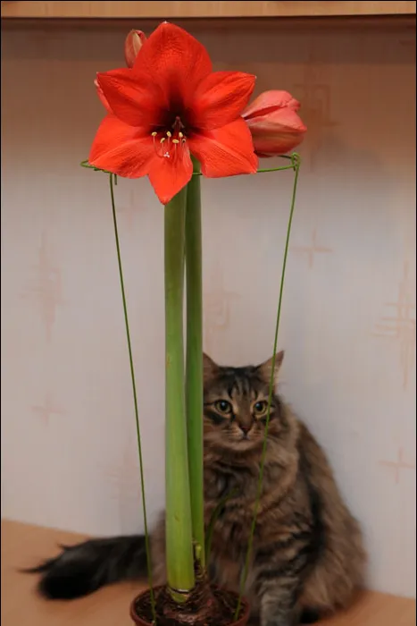 -изображение-