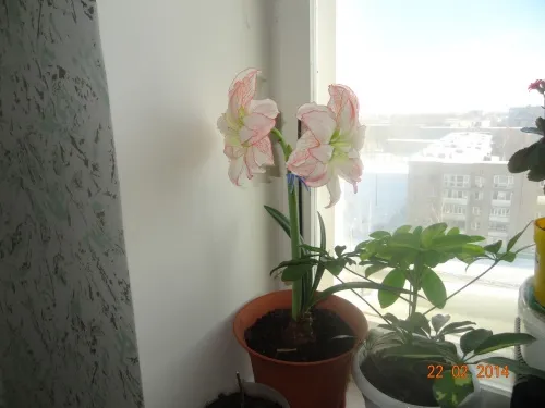 -изображение-