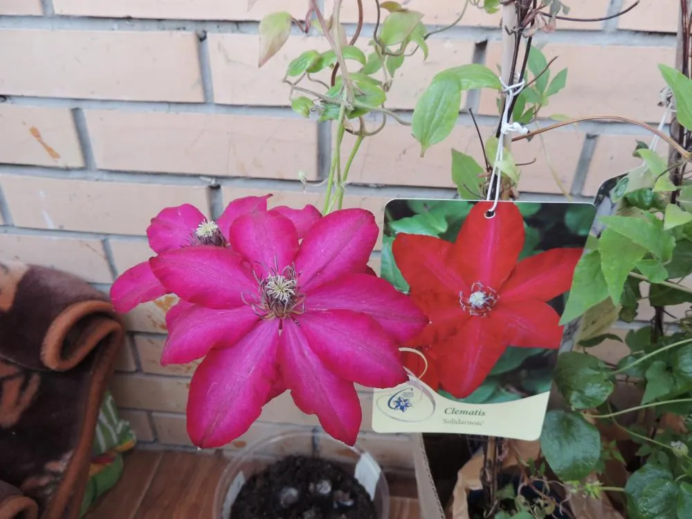 -изображение-