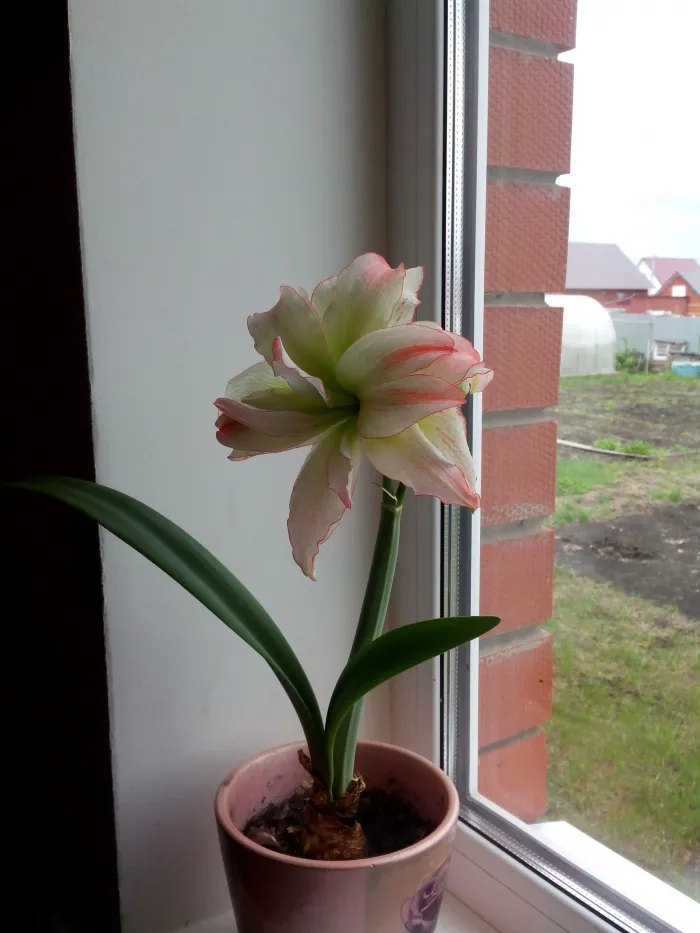 -изображение-
