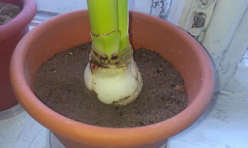 -изображение-