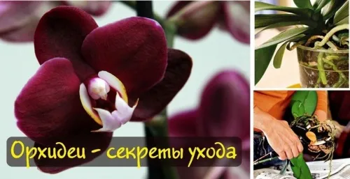 -изображение-